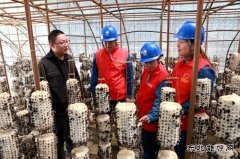 兴凯湖供电公司：“满格电力”助力小木耳变成致富“金耳朵”