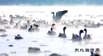 沈阳：万只迁徙候鸟浑河过冬