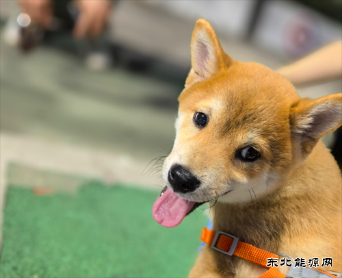 姚辰松：温暖的伙伴