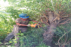 宁安供电清理树障保供电