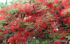 凤凰花开满枝头(组图)
