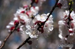 （组图）杏花依旧笑春风—河南完美体育义煤公司千秋煤矿花意盎然