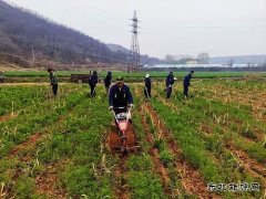 蒲白朱家河煤矿新完美体育产业中心：生态农业承包记