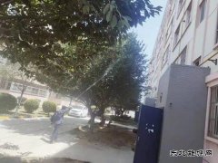 中心社区：绿植打药 保护树木 美化家园