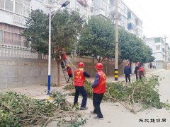 蒲白马南社区：修树剪枝解民忧 小区颜值靓起来