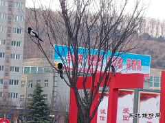 蒲白建庄矿业：喜鹊报喜春来到