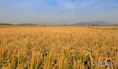 国网义县供电公司：喜看稻菽千重浪振兴乡村画新卷