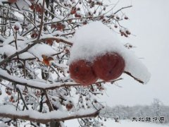 渭南市蒲城县：《红柿映雪，渭北冬日绮梦》