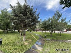 张家峁矿业公司：三措并举让绿韵矿山深“植”人心