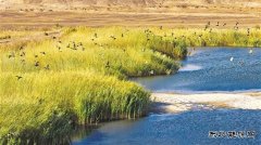 新疆油田：生态“含绿量” 发展“含金量”