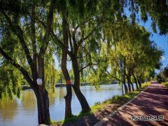 张学香：你只是路过我的秋